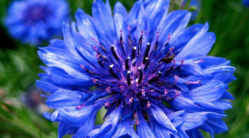 Beautiful Blue Flowers in the world